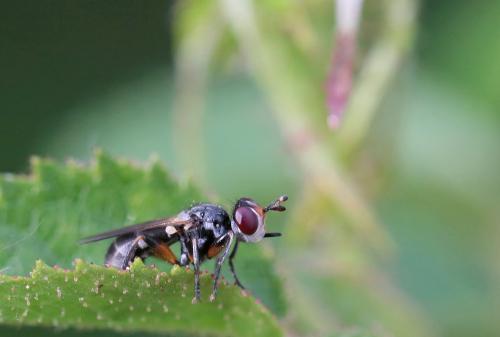Thecophora fulvipes